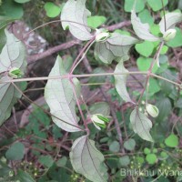 Clematis zeylanica (L.) Poir.